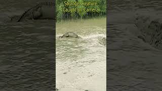 Strange Creature Caught On Camera