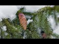 4k amazing winter episode 1 breathtaking snowy landscapes of the world with real nature sounds