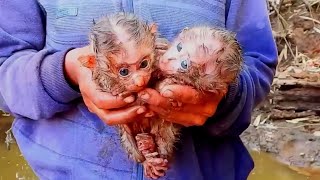 Now That day, she saw a newborn baby monkey at the water's edge, so cute she picked it up