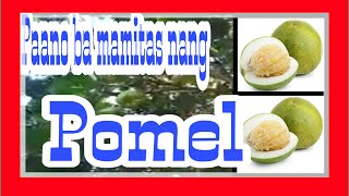 Picking Pomelo