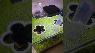 How Do I Clean my Tank with SO much DUCKWEED?