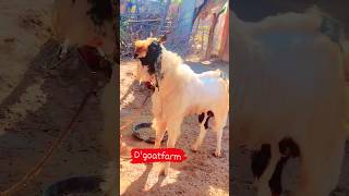 bakra goat#all #goat #bakra #subscribe #viral#beby #viralshorts
