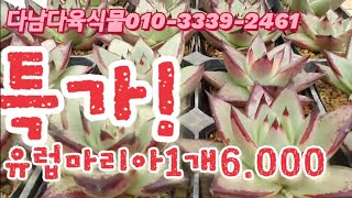 특가/유럽마리아/레드환타지/레드콘/라인  다남다육식물010-3339-2461