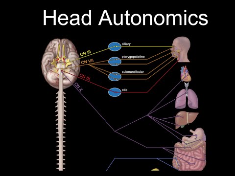 Does facial nerve have parasympathetic?