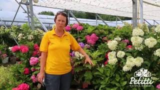 PETITTI How to Cut Hydrangea Blooms for Vases and Dried Flowers