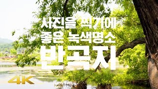 🎧 【4K】 사진이 정말 예쁘게 나오는 경산 반곡지