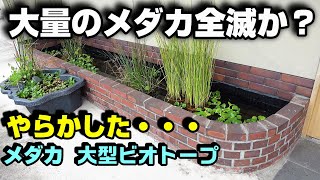 やらかして大量のメダカが全滅の危機・・・大型ビオトープ