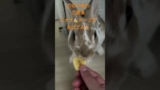 #5ヶ月うさぎ🐰#爪切り#ご褒美#うさぎ用おやつ#バナナ🍌チップス#食べる音