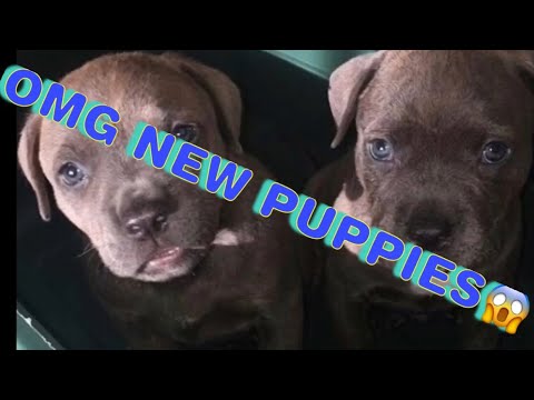 pit bull puppy weight gain method pit bull puppy weight gain method