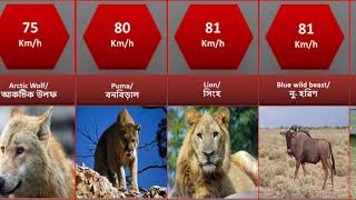 Comparison: Fastest Animals/ পৃথিবীর দ্রুততম প্রাণী।