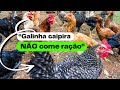 É POSSÍVEL CRIAR GALINHA SEM RAÇÃO? Economize | AGROCRIACAO