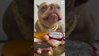 PitBull Dog Eats Raw Chicken ASMR #dogs #puppy #dog #american_bully #asmr #shorts