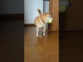 柴犬が、テニスボールをくわえる　 shorts