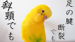 斜頸でも、足の腱断裂でも、シニアでも シニアインコ 8歳