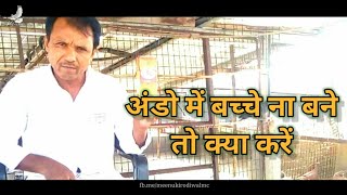 कबूतर अंडे ना रखें तो क्या करें (भाग 3) | What if Pigeons do not lay eggs | Meenu Kirodiwal 🕊🕊