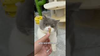 #猫 #猫咪 随叫随到的毛孩子，谁能不爱呢？