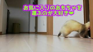 【フェレット】おもちゃを運ぶのが大好き【運び屋】