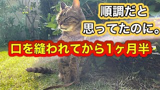 口の中を縫われて大出血から1ヶ月半〜順調だと思っていたのに。。#ねこ #ねこ動画 #シニア猫 #猫闘病中 #獣医師