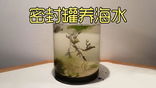 打造海水密封罐，里面养一只螃蟹，一年后结果悲剧了 #养鱼日记