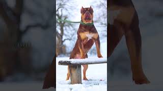 5 Stronger And Muscular Dogs Breed In The World