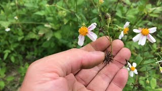 这野草你见过吗？被称为“鬼针草”，在农村是一种常见的名贵草药