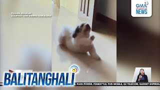 Asong hindi napansin ng paborito niyang lola, todo sa pag-da-drama | Balitanghali