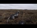 English Setters hunting snipes in Ireland Ep 13/20