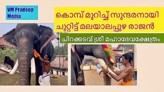 Malayalapuzha Rajan കൊമ്പ് മുറിച്ച് ചുറ്റിട്ടപ്പോൾ@VMPRADEEP#elephantlovers#keralaelephant