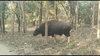 बारनवापारा अभ्यारण में एक अद्भुत वन भैंसा।    #wildlife #animals #nature #forest