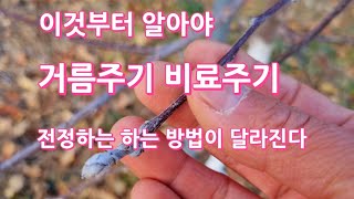 사과나무 거름주기 전에 전정하기 전에 꼭  알아야 되는 것들