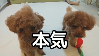 いつもはおっとりな犬が本気でボール遊びをする姿がかわいすぎたｗ【トイプードル】