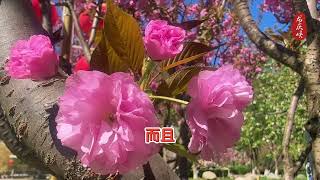 北京最晚樱花”绽放！京郊“小漓江 小峡”龙庆峡风景区