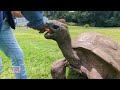 giant tortoise named jonathan turns 192 years old