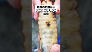 カブトムシに寄生虫？誰かわかるかた、教えてください。#カブトムシ#幼虫#寄生虫#助けて