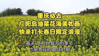 重庆必去！广阳岛油菜花海美如画，快来打卡春日限定浪漫