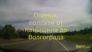 День 1 - едем в Волгоград. Камышин - Волгоград, часть 2 ( от Оленьего) .