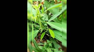 leaf movements in Desmodium motorarium