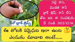 మిరప తోట ని చూపిస్తున్న చుడండి | మిరప ఈ విధంగా ఉండాలి | మీరు చూస్తే అస్సలు వొదలరు | బ్లాక్ త్రిప్స్