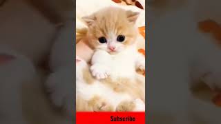 Cat Meowing 🐈🌹|Cat Sound| Cute Cat Videos #shorts #cats