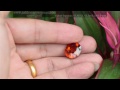 พลอย บุษราคัม บางกะจะ สีพิเศษ yellow sapphire กะรัต 17.45 ct. 13.3x16.0x10.0 mm.