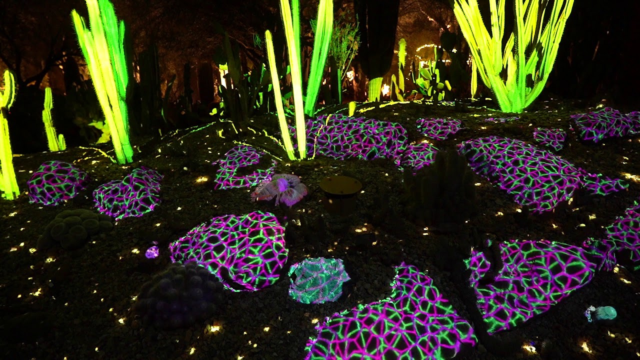 Arizona Desert Botanical Garden Light Show - Bios Pics