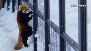 ココの存在が気になるライラ~Red Panda