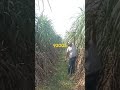 co 92005 गन्ना वैरायटी sugarcane sorts kisan