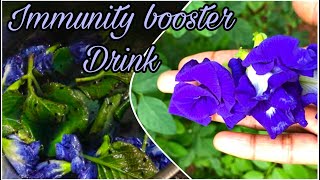 Immunity Booster Drink!!! Shankupushpam drink for healthy being!