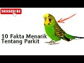 Keunikan Parkit yang Jarang Orang Paham | Ternyata ?