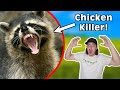 He Killed My Chickens...