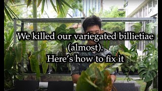 We (almost) killed our variegated billietiae! - How to save difficult propagations