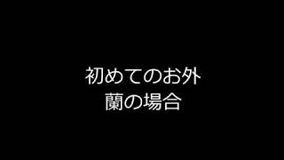 ポニーの赤ちゃん　初めてのお外