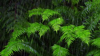 Fall Asleep with 10-Hour Rainforest Ambience | Rain Sounds for Sleeping & Relaxation
