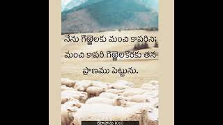 #యేసయ్య మనలను కాయువాడు. #యేసయ్య మనకొరకు ప్రాణము అర్పించాడు. #యేసయ్య మన మంచి కాపరి..! ##jesuslovesyou